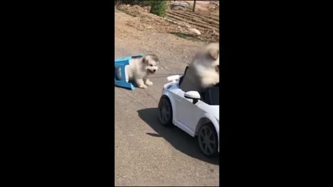 Funny animal videos
