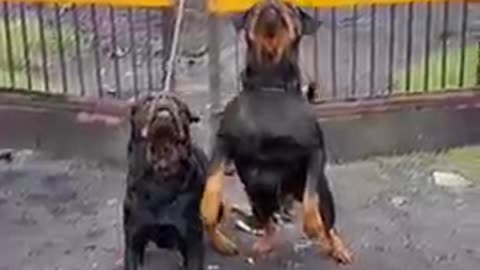 Rottweiler dogs catoching the ball dogs video#shorts video