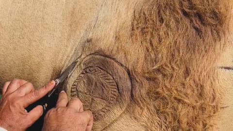 Camel Hair Cutting
