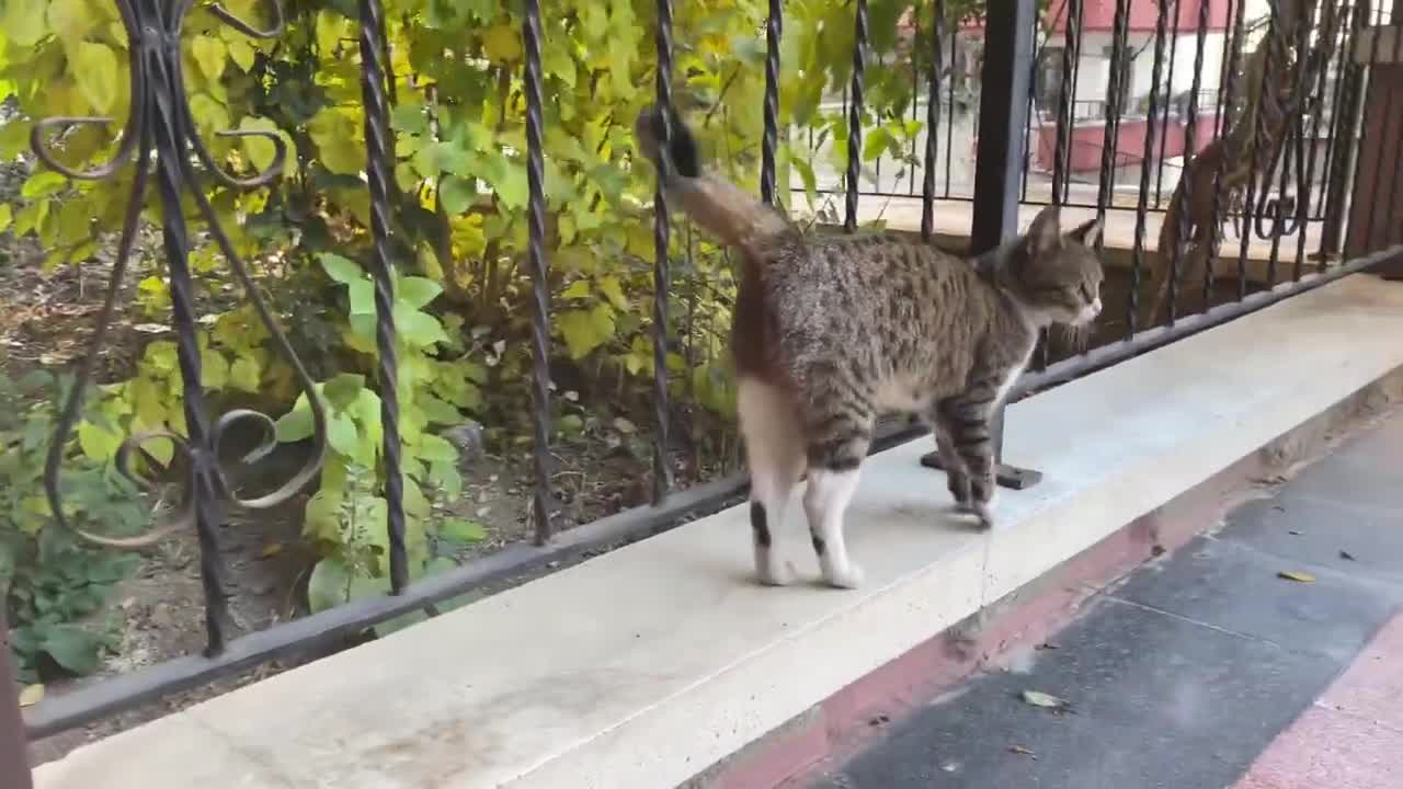 Cute cat with green eyes is very friendly