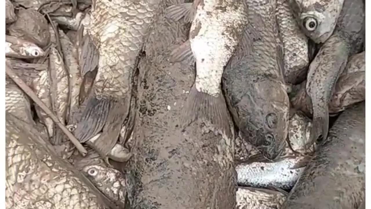 Heavy Rain Brings Fish and Fun to Chinese People