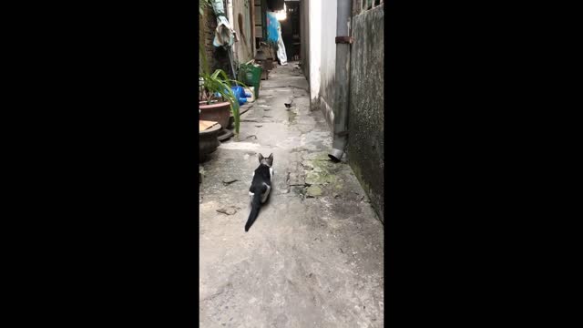 Cat Hunting Bird -the Stupid Bird Was Caught by the Cat