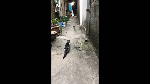 Cat Hunting Bird -the Stupid Bird Was Caught by the Cat