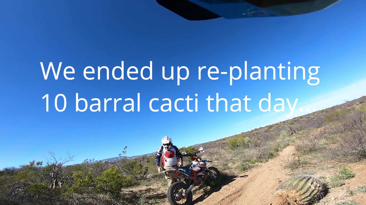 Cacti Rescue 🌵😎👍