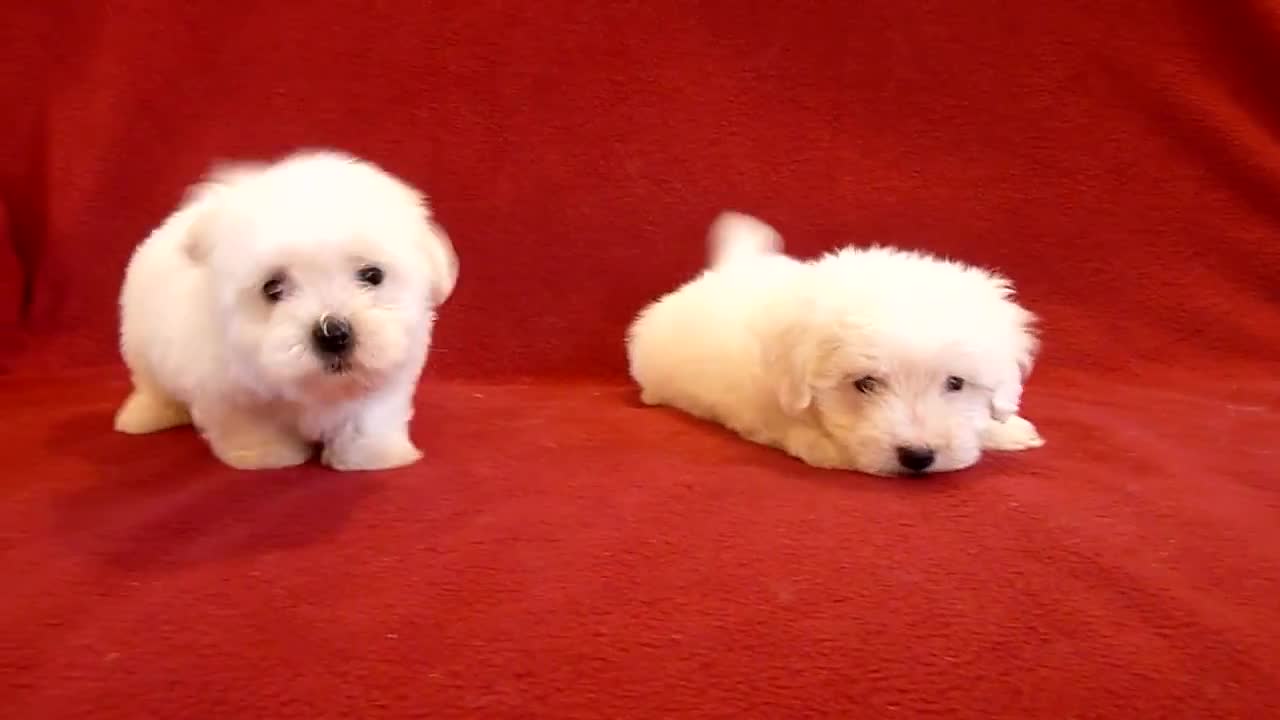 PUI DE BICHON MALTESE 0725758099