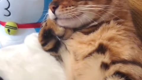 VERRY CUTE CATS VIDEOS😻😻😻