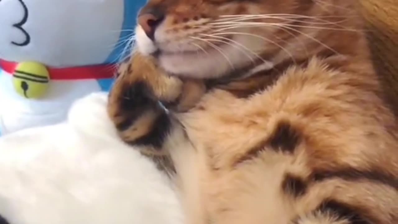 VERRY CUTE CATS VIDEOS😻😻😻