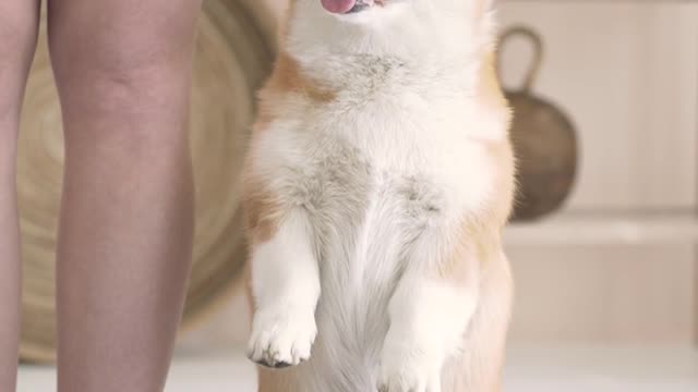 Puppy showing his morning yoga