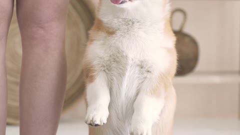 Puppy showing his morning yoga