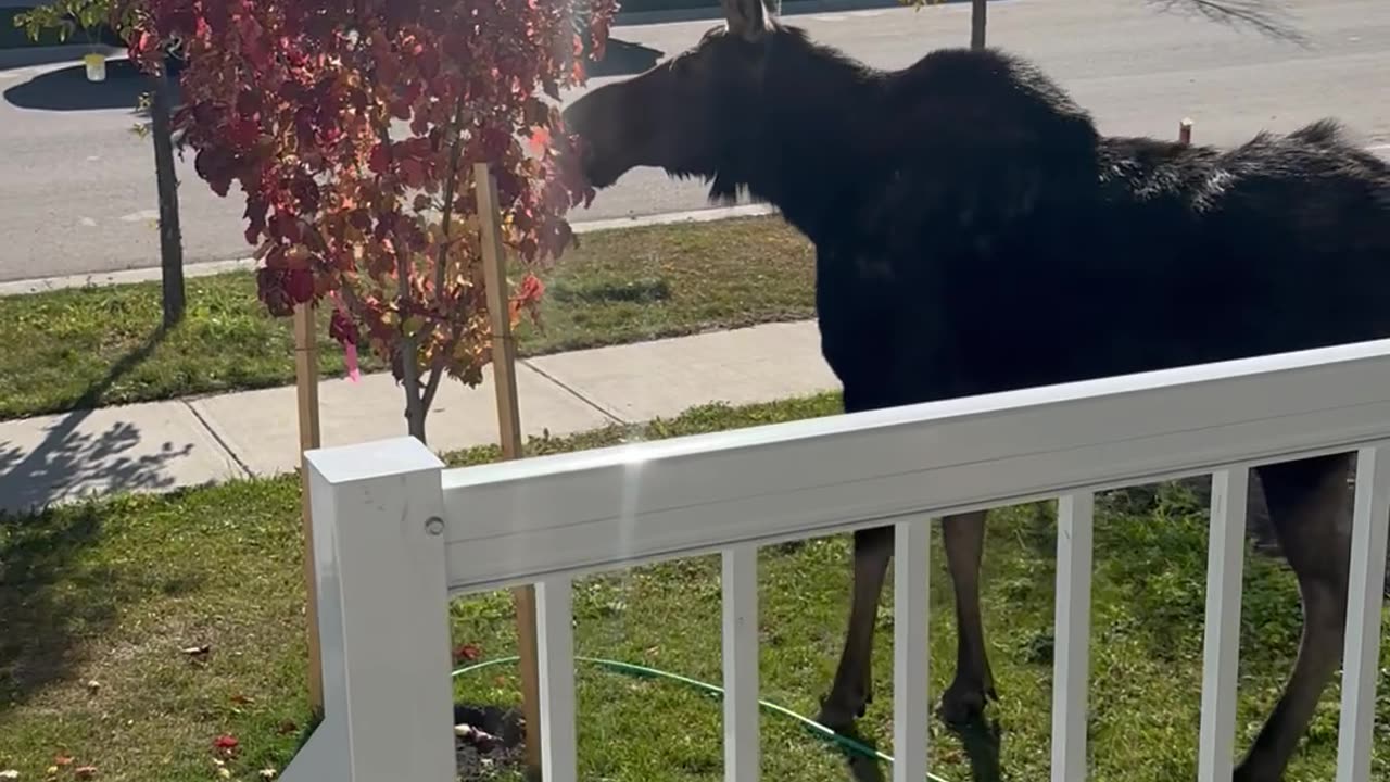 Moose Munches On Crunchy New Tree