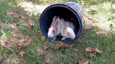 cute rabbit | cute animals video compilation | baby bunny-1