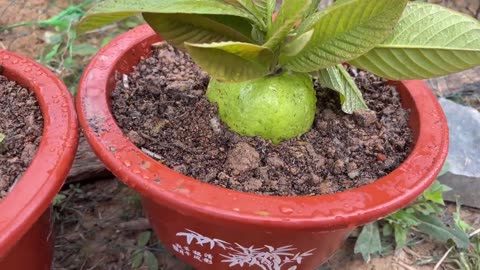 Best way to grow guava plant