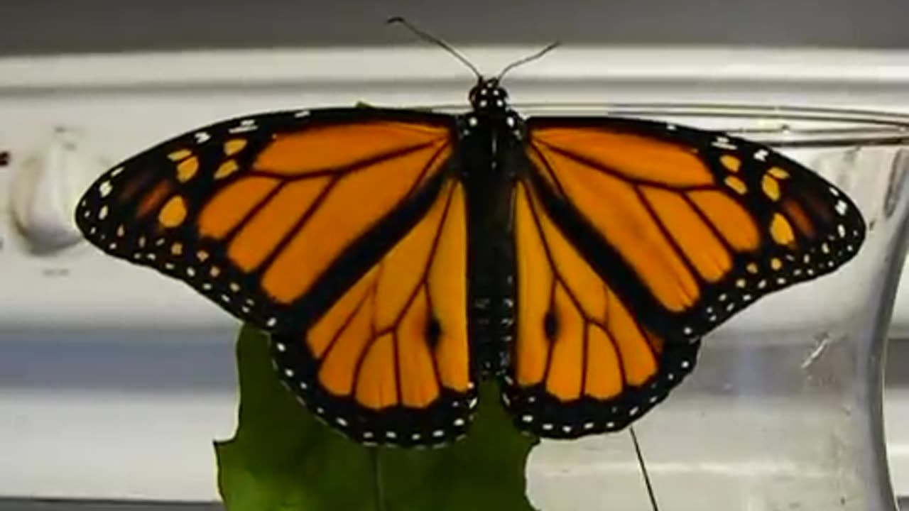 Monarch Butterfly Flaps it’s Wings