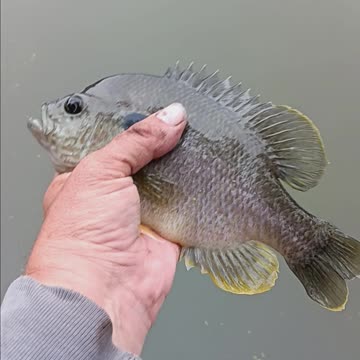 Giant bluegill