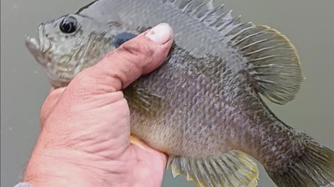 Giant bluegill