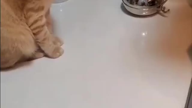 CAT VS. EGG😂