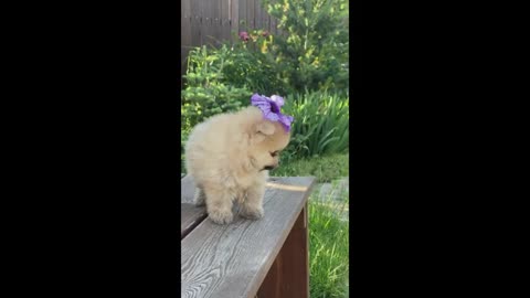 Funny dogs video, Dog Lovers
