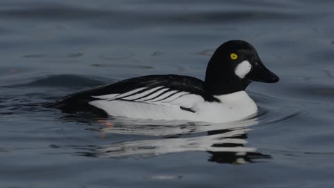 The Goldeneye: Close Up HD Footage (Bucephala clangula)