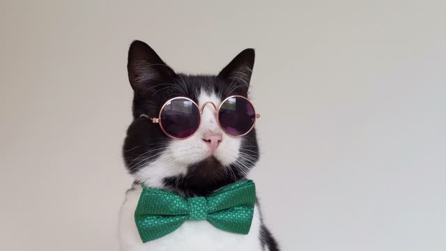 Dapper Cat 4K