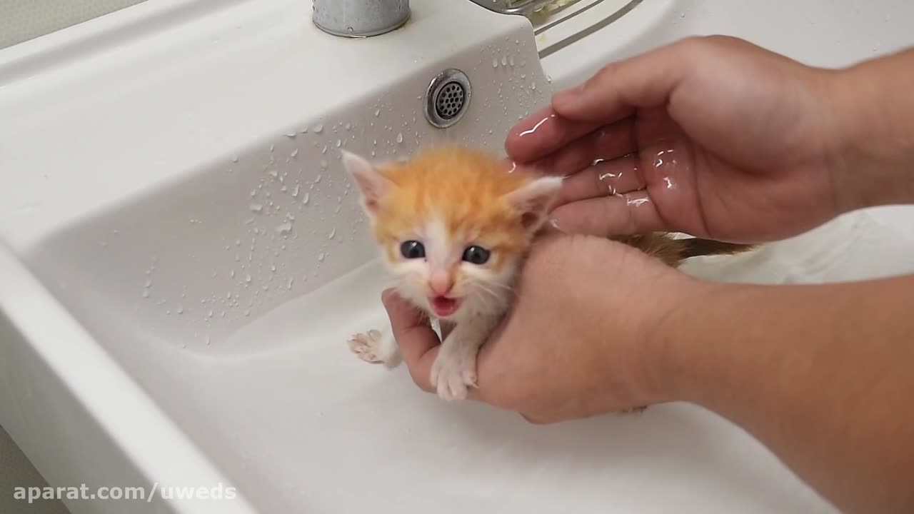 Cute cat bathing😍😍😍😍