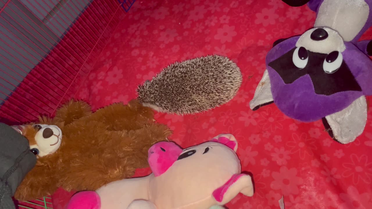 Prickles the Hedgehog Plays With Stuffed Animal