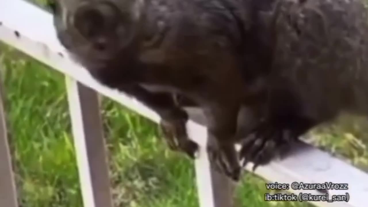 Funny animal video