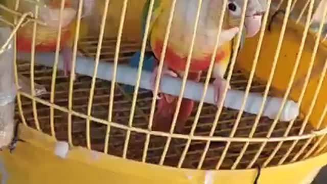 The birds in the cage are playful, singing and never losing their enthusiasm