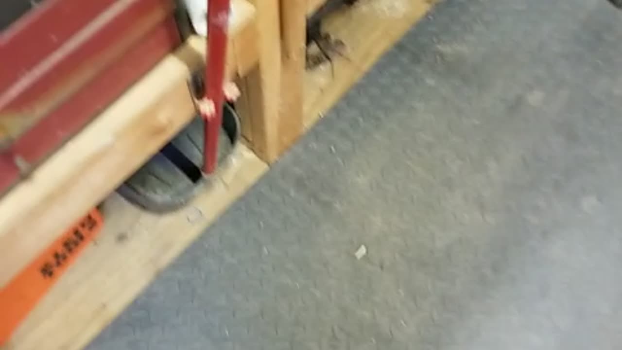 Chloe cleans up