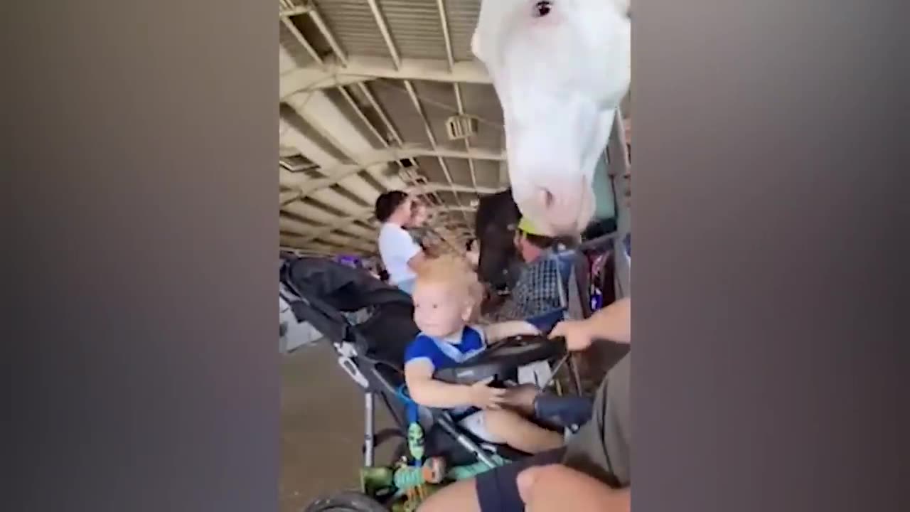 Try Not To Laugh: Funniest Moment Of Baby And Animals