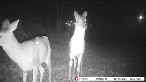 Backyard Trail Cam - 3 Deer