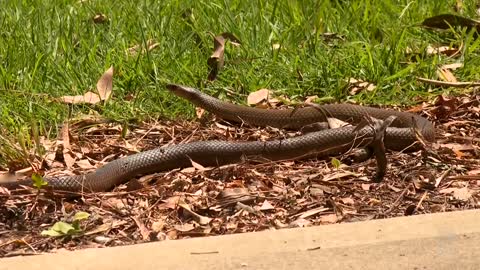 Towns in NSW are being submerged by floodwaters