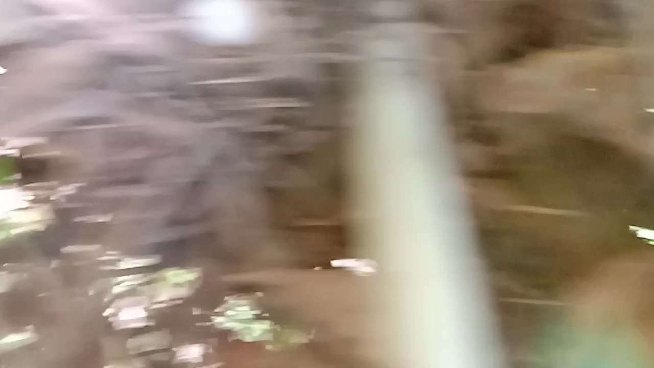 Dimond Dove laying eggs 4 thdays