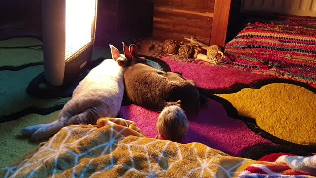 Degu Snuggles With Bunny Pals