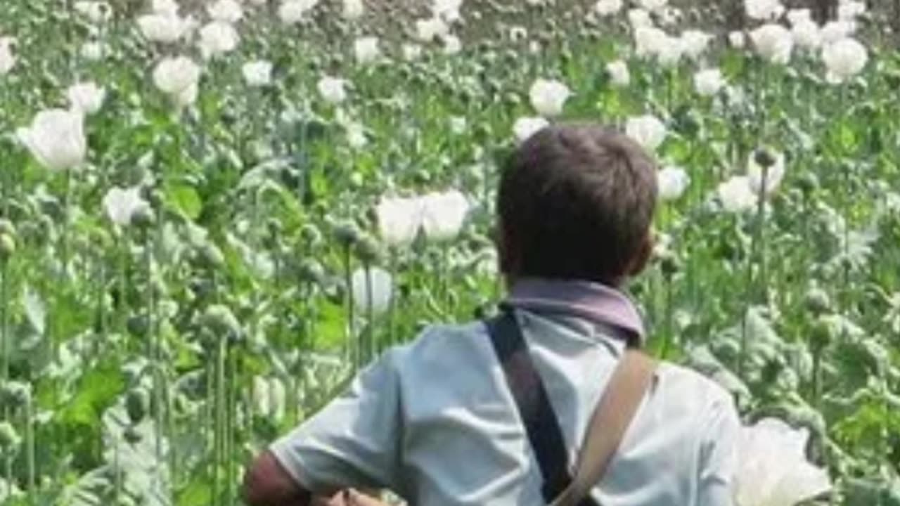 Myanmar Overtakes Afghanistan as World’s Top Opium Producer