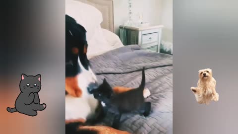 Smart dog is babysitting a cute kitten