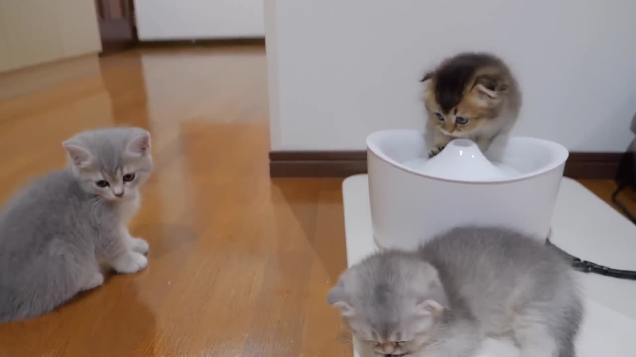 A cute kitten playing in the water without worrying about those around him