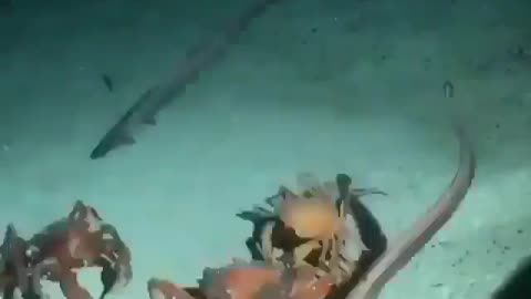 This is a beautiful and charming water-dwelling species