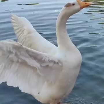 Duck cute moment 😘😘