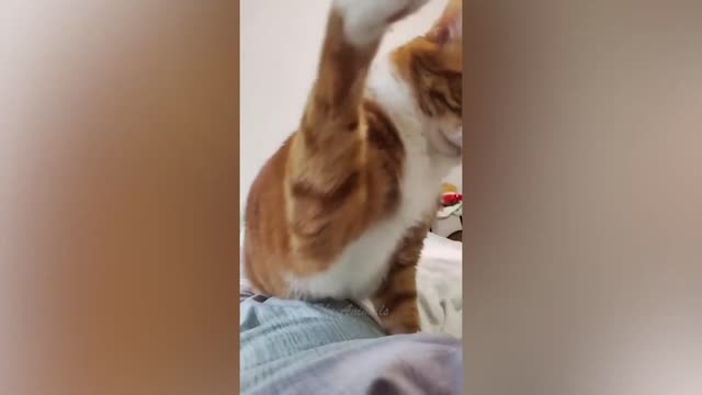 Best Funny Cats Videos | Funniest Cats Videos