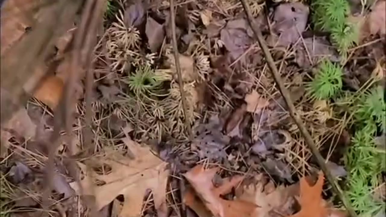 How to make a fire when everything is wet Wilderness survival Credit: woodsboundoutdoors