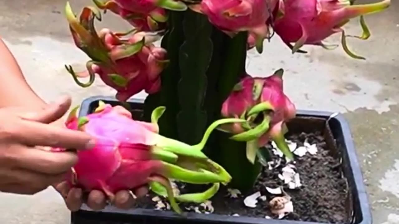 Boost your dragon fruit harvest with these planting tips