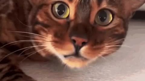 Cute Cat Gif
