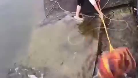 Funny Fish Videos