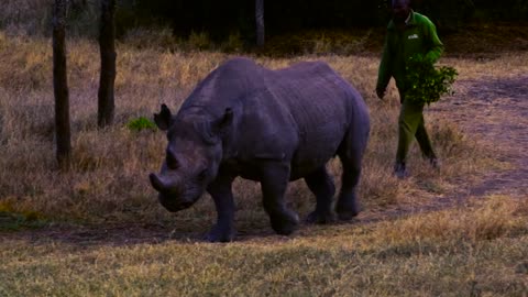 Mount Kenya 2017 Amazing Animals STOP KILLING FOR IVORY!