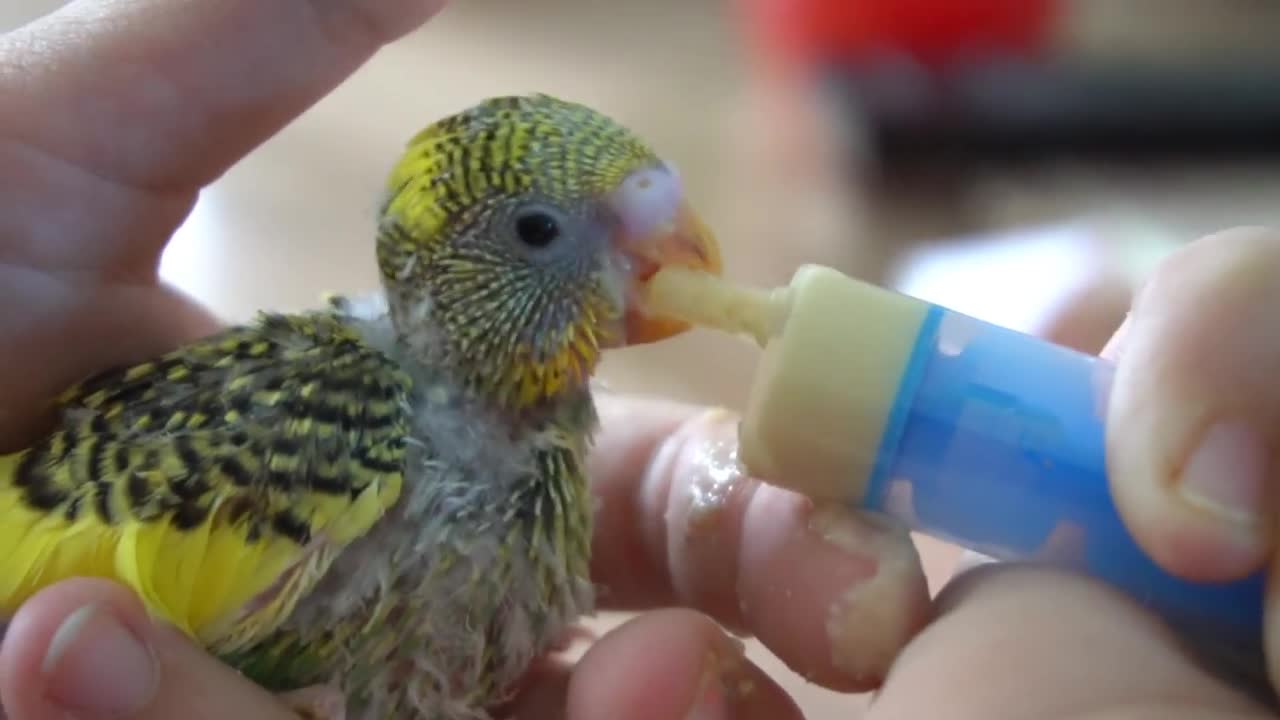 Watch 5 baby budgies growing day by day7