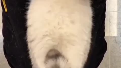 Cute and funny cat