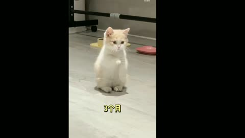 Lovely cat little song thems