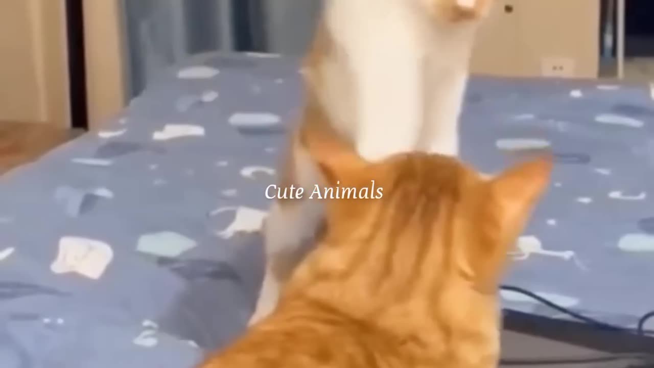 Funny moments 2023😅 #cute cats#funny dogs#🤭😂😂