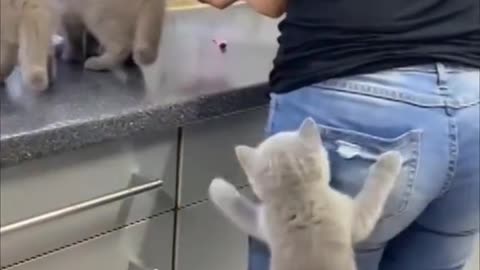 Kittens Climb Their Mom as they Couldn't Wait for Food ❤