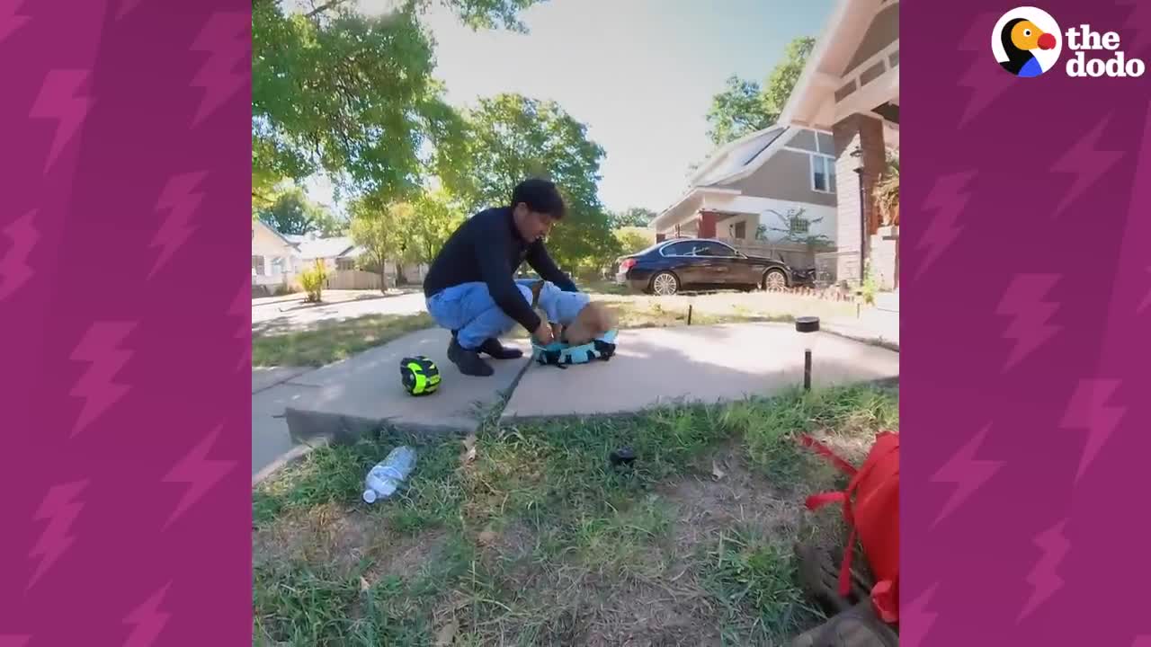 These Chihuahua's Love Going On Motorcycle Rides With Dad _ The Dodo Little But Fierce